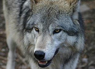 photo of black and gray werewolf